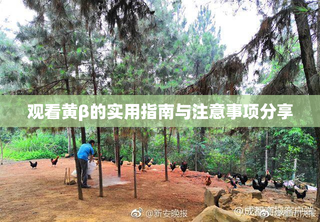 观看黄β的实用指南与注意事项分享