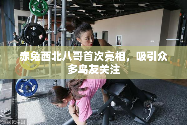赤兔西北八哥首次亮相，吸引众多鸟友关注