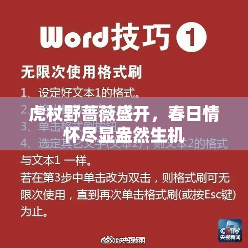 虎杖野蔷薇盛开，春日情怀尽显盎然生机