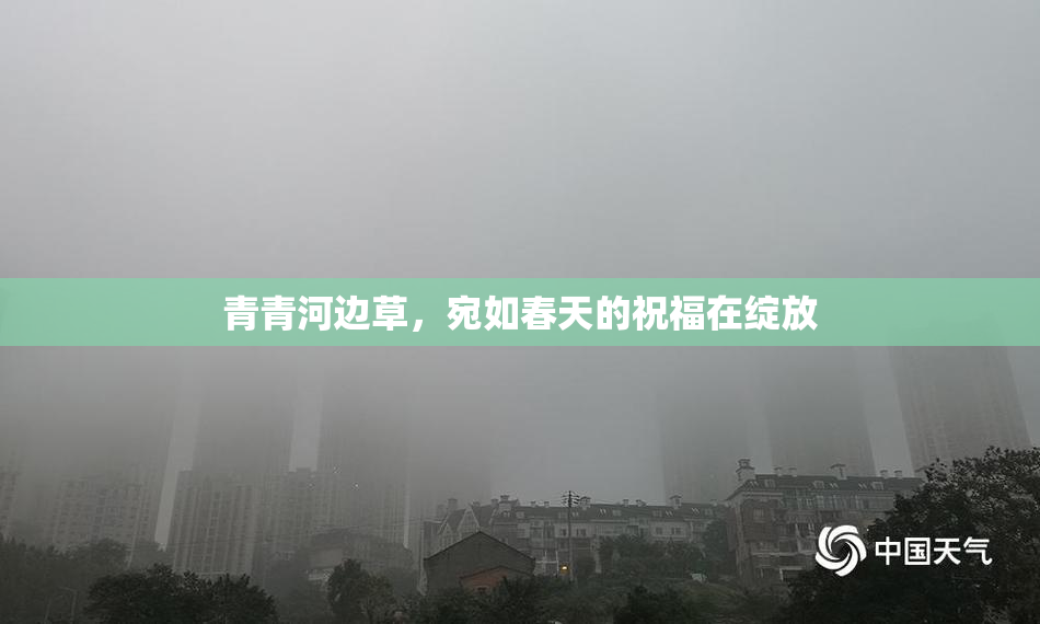 青青河边草，宛如春天的祝福在绽放