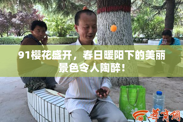91樱花盛开，春日暖阳下的美丽景色令人陶醉！