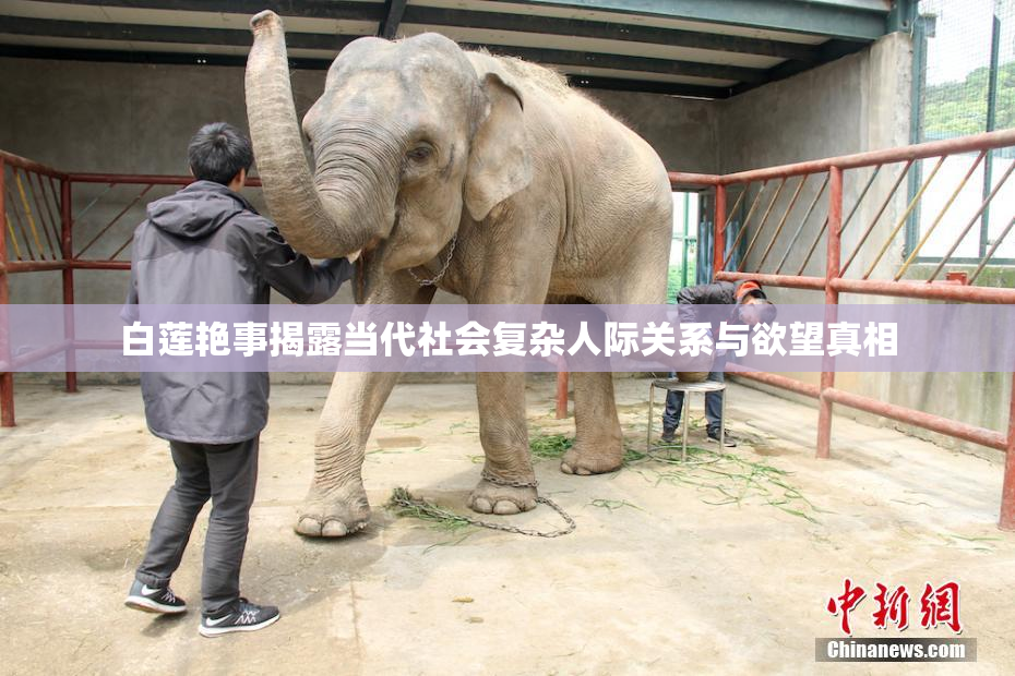 白莲艳事揭露当代社会复杂人际关系与欲望真相