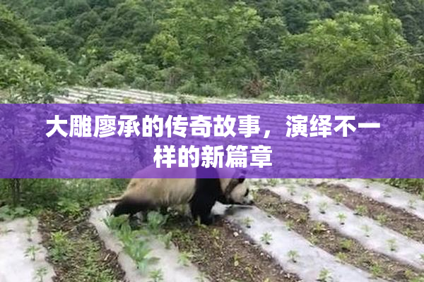 大雕廖承的传奇故事，演绎不一样的新篇章
