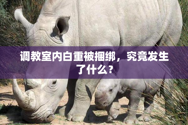 调教室内白重被捆绑，究竟发生了什么？