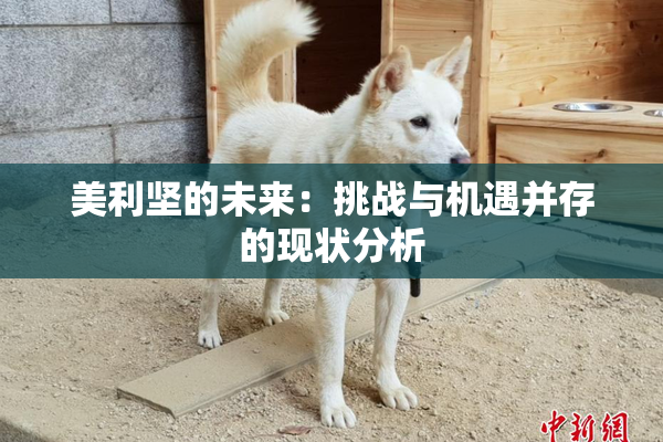 美利坚的未来：挑战与机遇并存的现状分析
