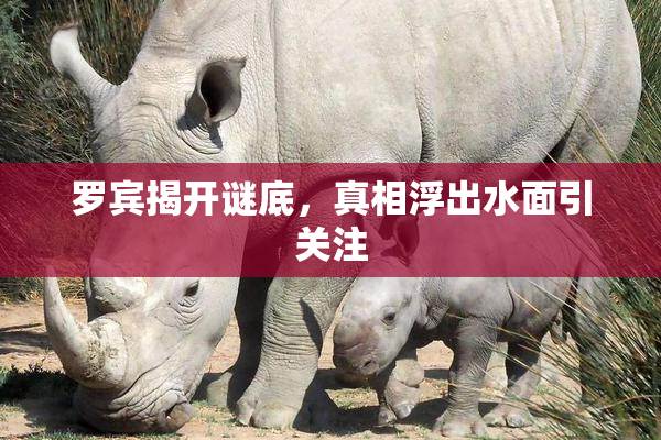 罗宾揭开谜底，真相浮出水面引关注