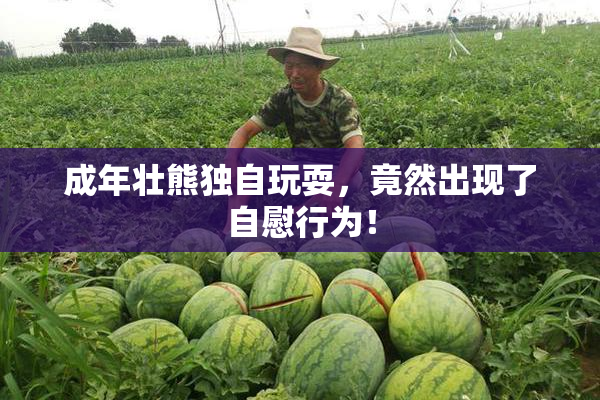 成年壮熊独自玩耍，竟然出现了自慰行为！