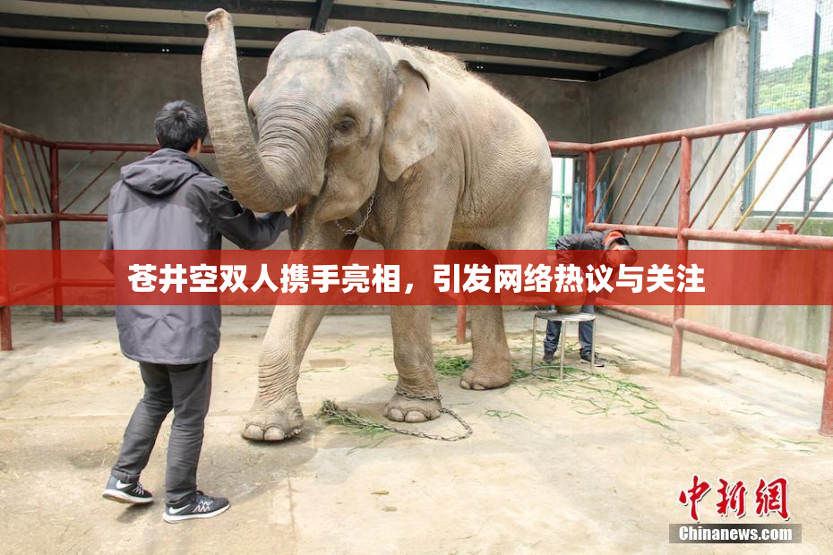 苍井空双人携手亮相，引发网络热议与关注