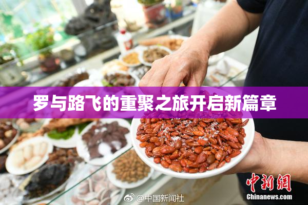 罗与路飞的重聚之旅开启新篇章