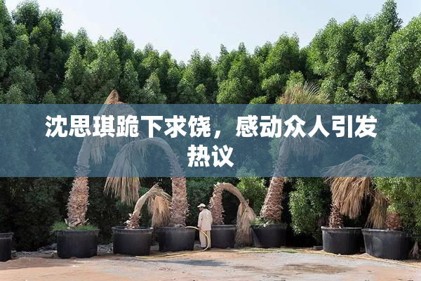 沈思琪跪下求饶，感动众人引发热议
