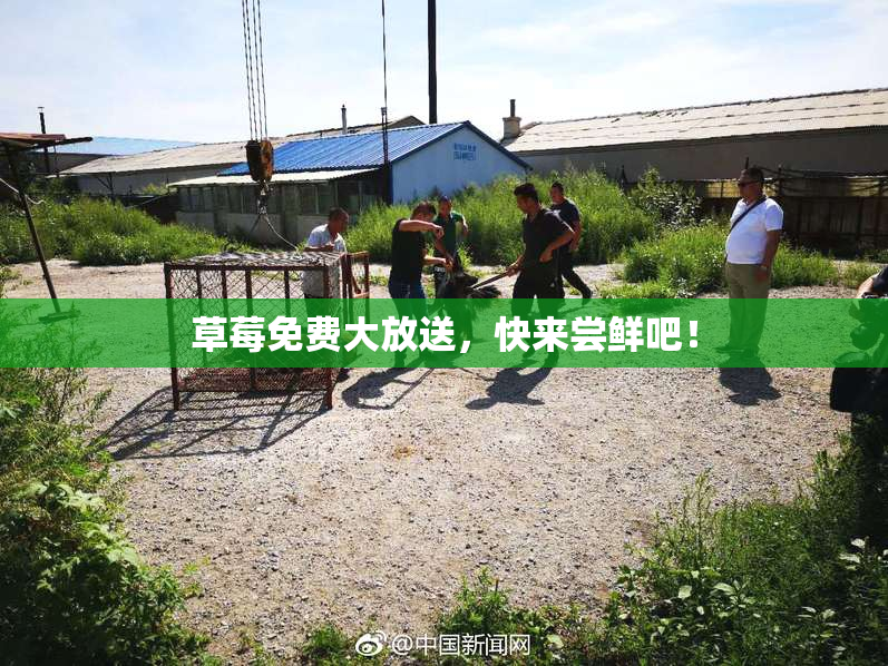 草莓免费大放送，快来尝鲜吧！