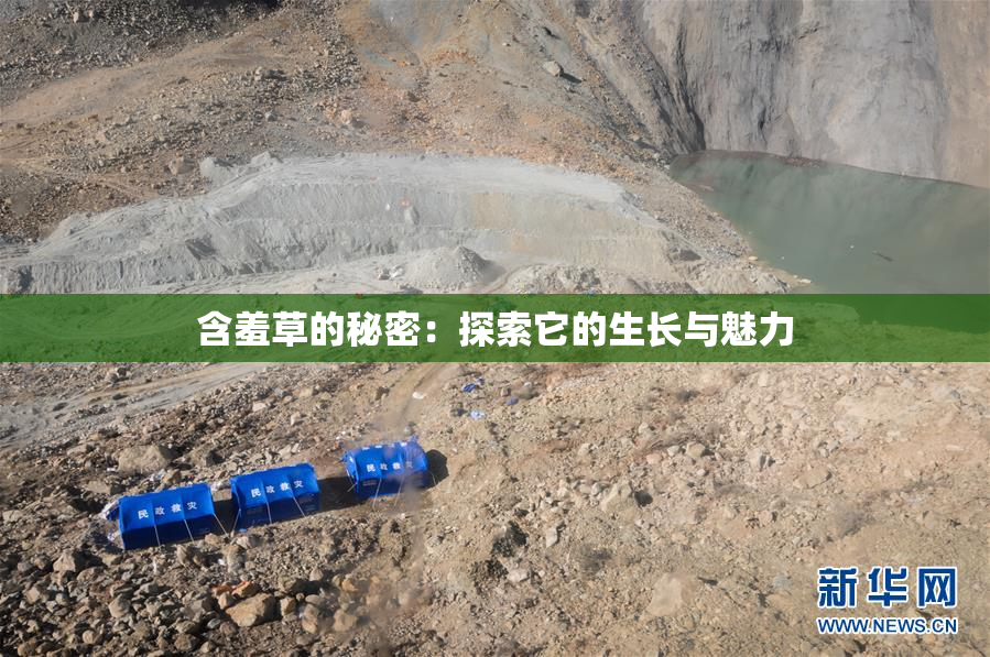 含羞草的秘密：探索它的生长与魅力