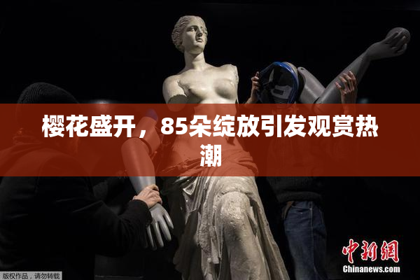 樱花盛开，85朵绽放引发观赏热潮