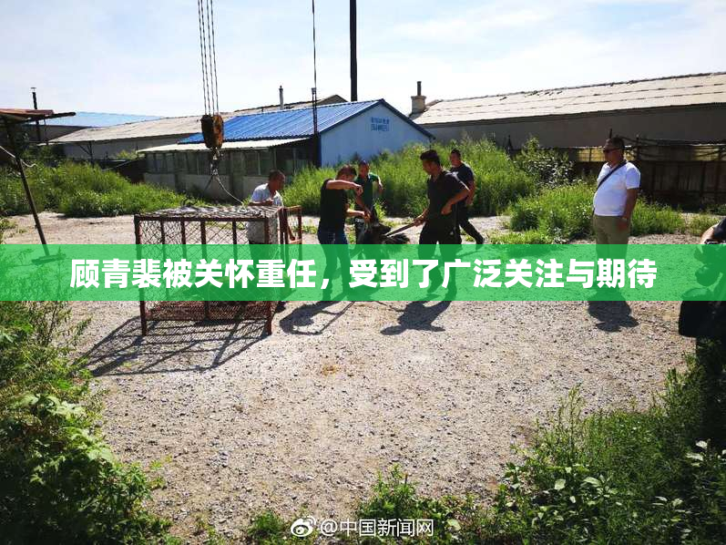 顾青裴被关怀重任，受到了广泛关注与期待
