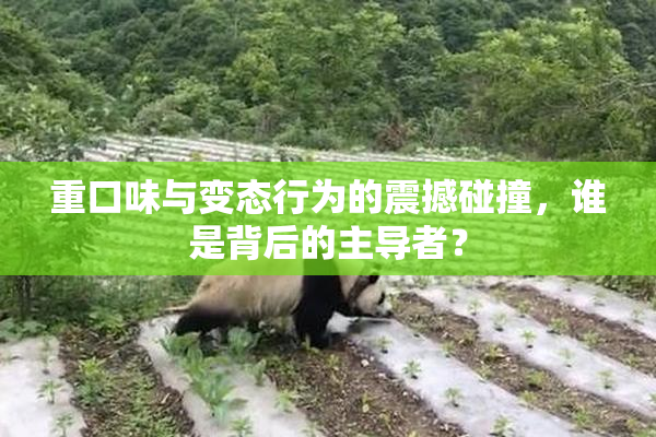 重口味与变态行为的震撼碰撞，谁是背后的主导者？