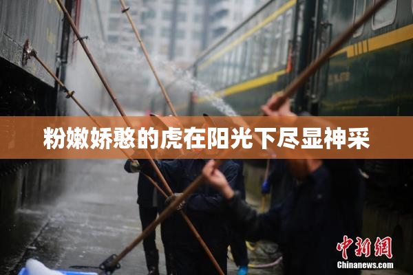 粉嫩娇憨的虎在阳光下尽显神采