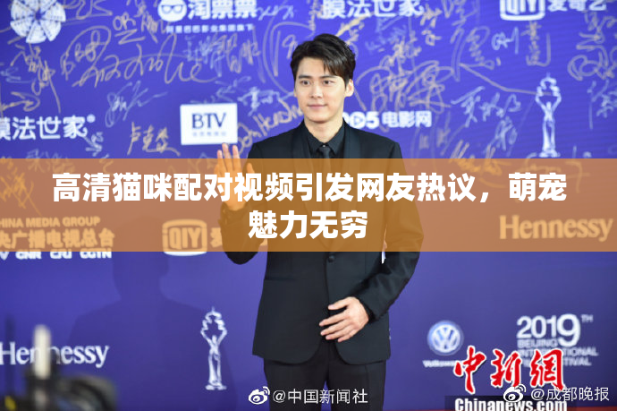 高清猫咪配对视频引发网友热议，萌宠魅力无穷