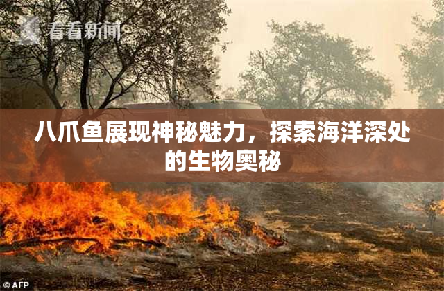 八爪鱼展现神秘魅力，探索海洋深处的生物奥秘