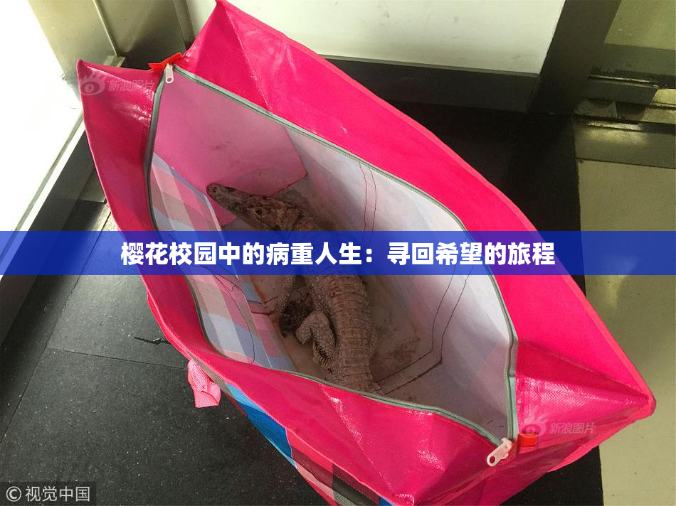 樱花校园中的病重人生：寻回希望的旅程