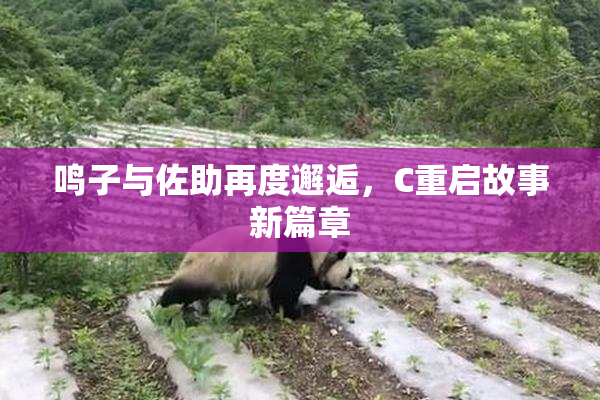 鸣子与佐助再度邂逅，C重启故事新篇章