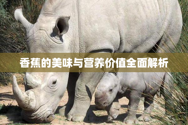 香蕉的美味与营养价值全面解析