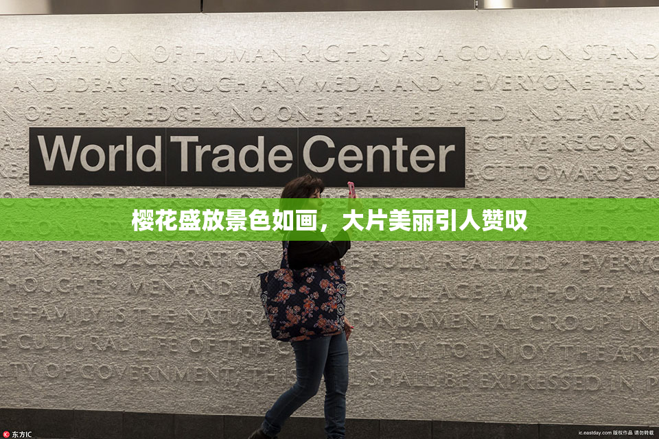 樱花盛放景色如画，大片美丽引人赞叹