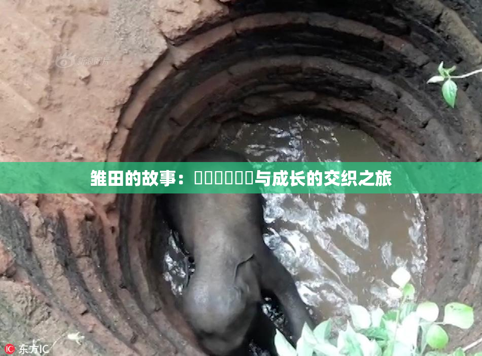 雏田的故事：❌‌❌‌❌‌与成长的交织之旅