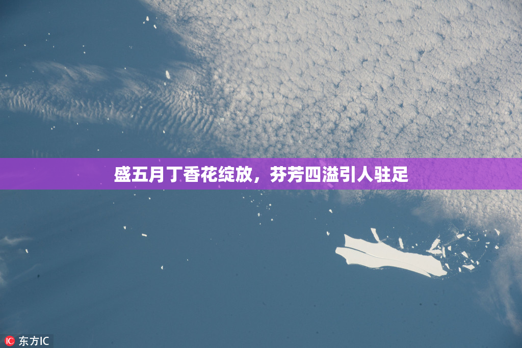 盛五月丁香花绽放，芬芳四溢引人驻足