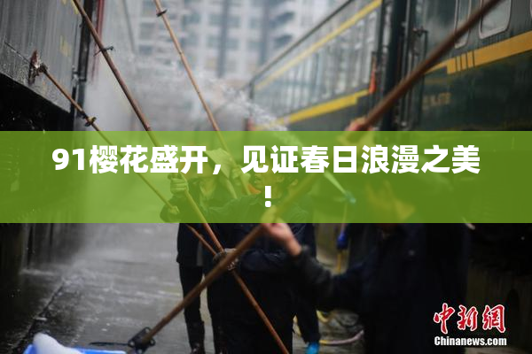 91樱花盛开，见证春日浪漫之美!