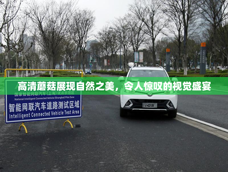 高清蘑菇展现自然之美，令人惊叹的视觉盛宴