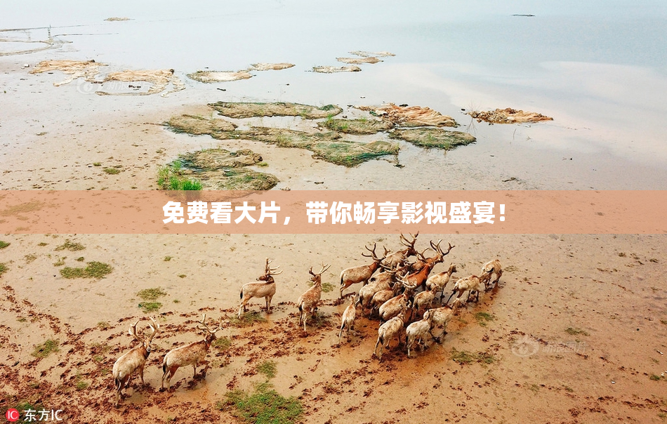 免费看大片，带你畅享影视盛宴！