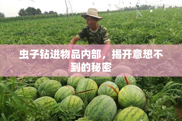 虫子钻进物品内部，揭开意想不到的秘密