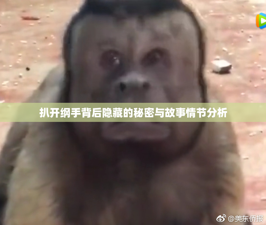 扒开纲手背后隐藏的秘密与故事情节分析
