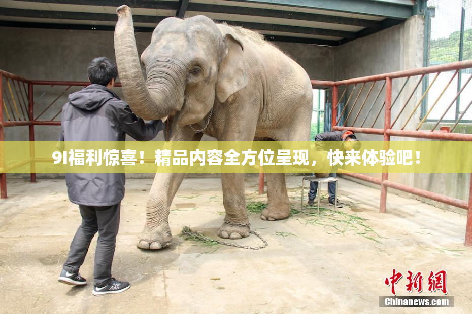 9I福利惊喜！精品内容全方位呈现，快来体验吧！