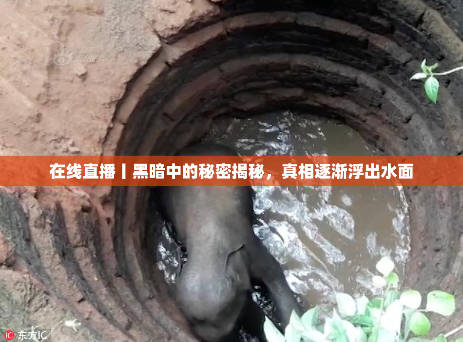 在线直播丨黑暗中的秘密揭秘，真相逐渐浮出水面