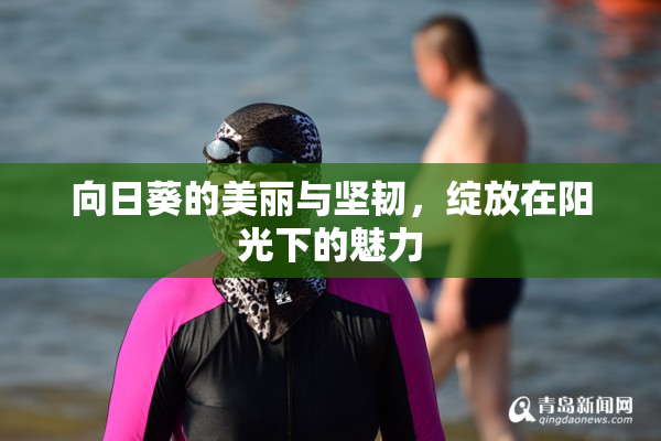 向日葵的美丽与坚韧，绽放在阳光下的魅力