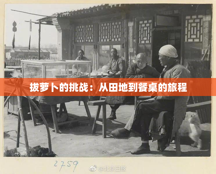 拔萝卜的挑战：从田地到餐桌的旅程