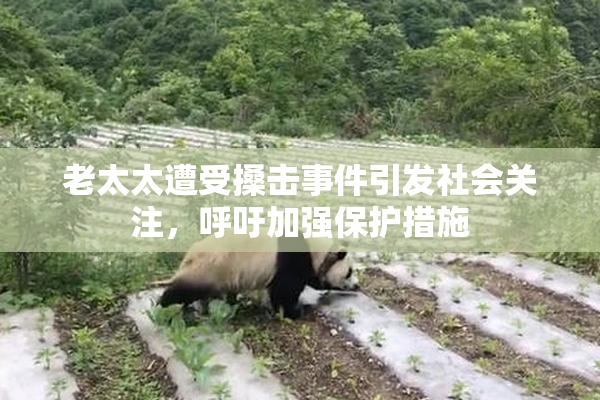 老太太遭受搡击事件引发社会关注，呼吁加强保护措施