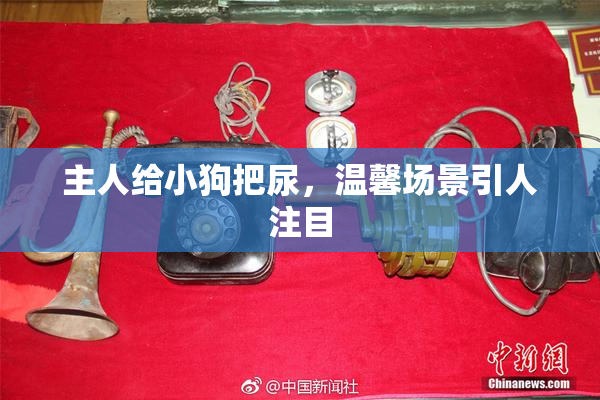 主人给小狗把尿，温馨场景引人注目