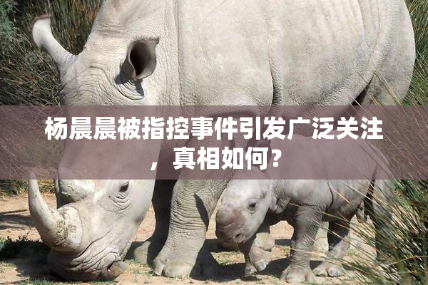 杨晨晨被指控事件引发广泛关注，真相如何？