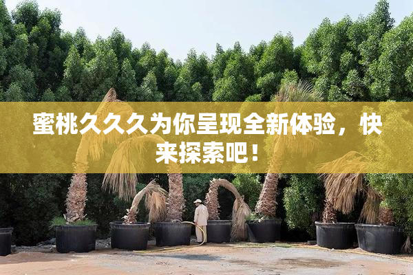 蜜桃久久久为你呈现全新体验，快来探索吧！