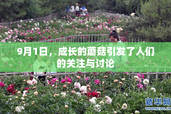9月1日，成长的蘑菇引发了人们的关注与讨论