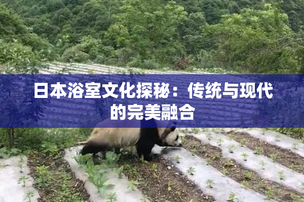 日本浴室文化探秘：传统与现代的完美融合