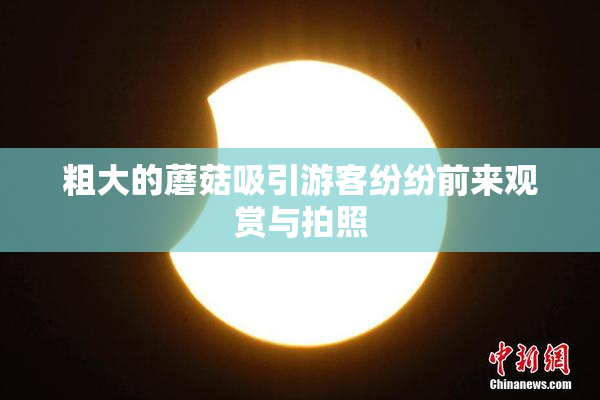 粗大的蘑菇吸引游客纷纷前来观赏与拍照