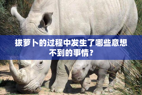 拔萝卜的过程中发生了哪些意想不到的事情？