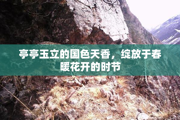 亭亭玉立的国色天香，绽放于春暖花开的时节