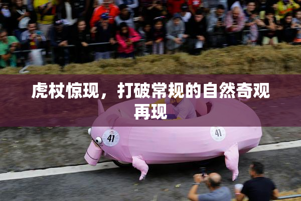 虎杖惊现，打破常规的自然奇观再现