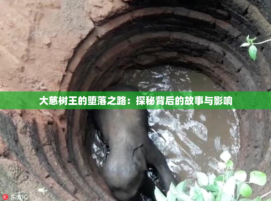 大慈树王的堕落之路：探秘背后的故事与影响