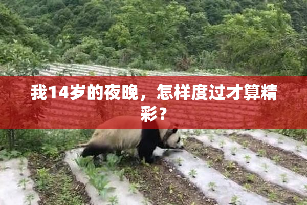 我14岁的夜晚，怎样度过才算精彩？