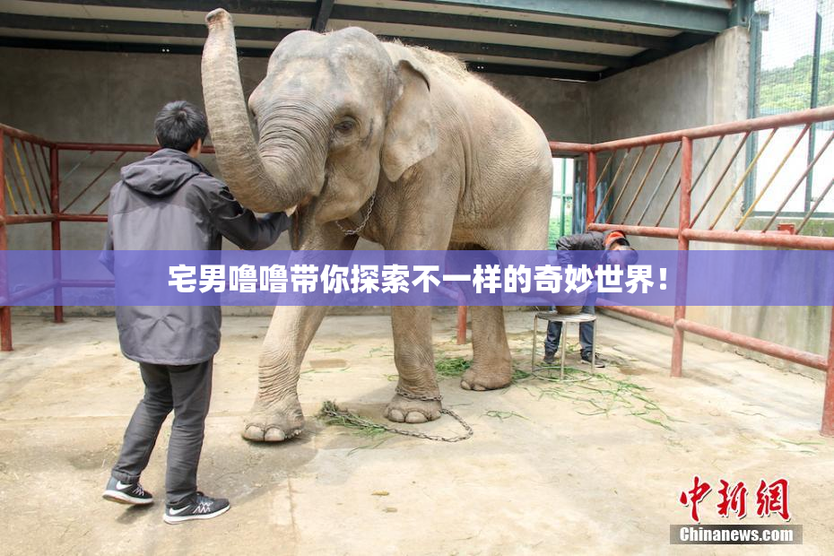 宅男噜噜带你探索不一样的奇妙世界！